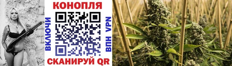 Каннабис OG Kush  Волхов 